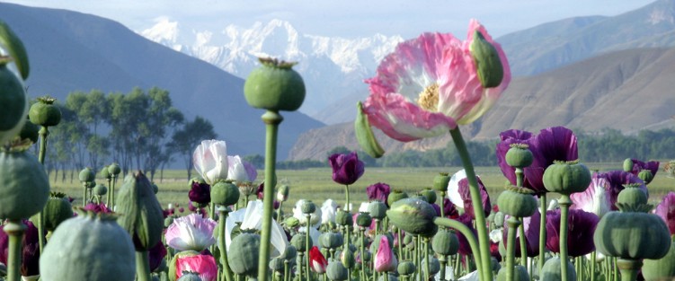 Afghanistan Poppies - photo courtesy of University of Oregon