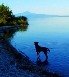 godard-forever