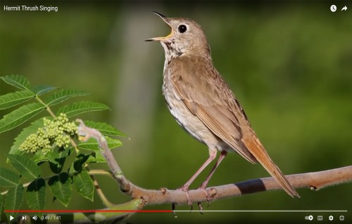 Hermit Thrush: miskominikesi (raspberry picking bird) in Anishnaabmowin. Courtesy of MCELROY PRODUCTIONS.