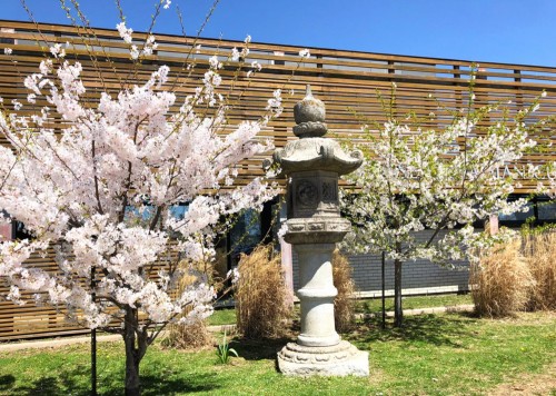 Sakura cherry blossoms (2024) at the Japanese-Canadian Cultural Centre. Photo Credit: Samphors Say