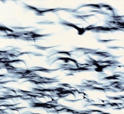 05 Bellbird
